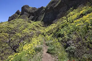 Uninhabited Mountainous Landscape Stampe: Path through blooming vegetation