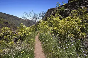 Canary Island Mountain Range Stampe: Path through blooming vegetation