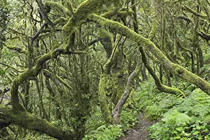 Laurel Forest Spain Stampe: Path in the cloud forest, laurel forest