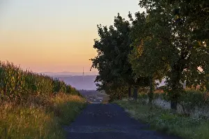 Elbe Valley Landscape Stampe: Path between corn fields at sunrise