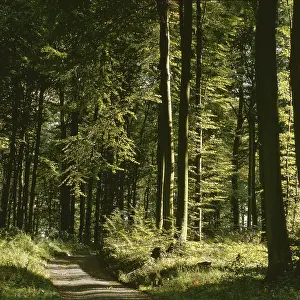 Baden Wurttemberg Landscape Stampe: Path through deciduous forest in summer