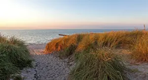 Deserted Beach Path Stampe: Path through the dunes to the beach