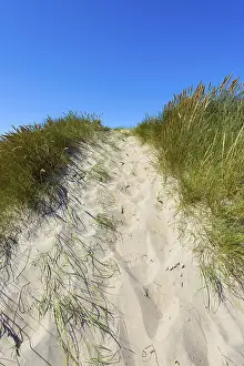 Empty Shoreline Photoshoots Stampe: Path through Dunes too the Beach