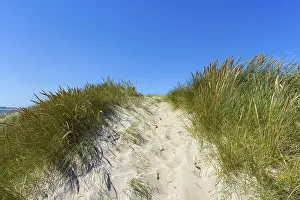Scandinavian Coastal Landscape Stampe: Path through Dunes too the Beach