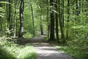 Deserted Hiking Trail Stampe: Path, forest path, forest, forest
