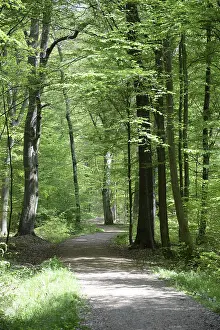 Hiking Trail Photography Stampe: Path, forest path, forest, forest