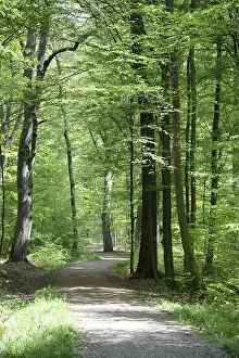 Hiking Trail Photography Stampe: Path, forest path, forest, forest