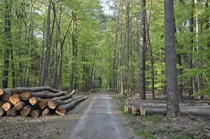 Wooded Landscape Stampe: Path, forest road, tree trunks