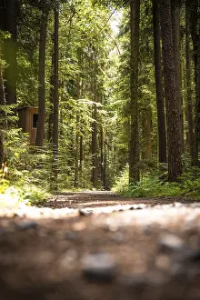 Deserted Forest Path Stampe: Path in the forest in sunlight