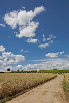 Grain Field Landscape Stampe: Path between grain and vine fields