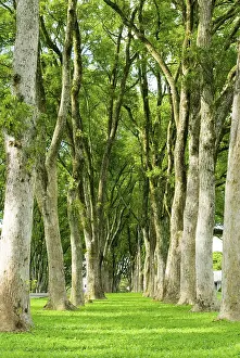 Row Of Trees Stampe: A path of green grass between rows of trees