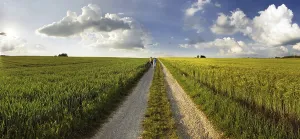 Bavarian Countryside View Stampe: Path leading through corn fields at sunset
