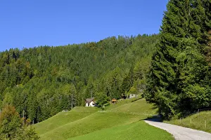 Deciduous Tree Species Stampe: The path to the Najevnik lime tree