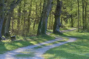 German Countryside Landscape Shot Stampe: Path, Park, Bench, Forest, Spring