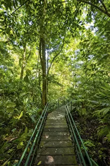 Tropical Nature Reserve Stampe: Path in the rainforest, dense vegetation