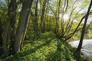 Deserted Valley Germany Stampe: path on riverside in spring with sun