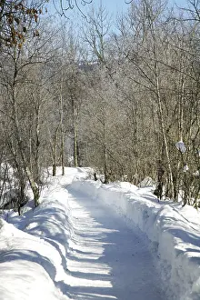 Winter Nature Scene Stampe: Path in the snow