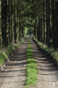 Spring Forest Landscape Stampe: Path in the spring forest and on the sides grows grass