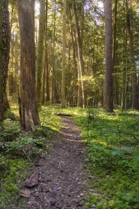 Schwarzwald Landscape Shot Stampe: A path through a sun-drenched forest