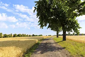 Cereal Cultivation Germany Stampe: Path with trees between mature grain fields