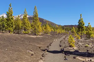 Deserted Volcanic Area Stampe: Path through volcanic landscape with pine trees