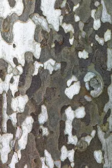 Plane Tree Bark Stampe: Patterned bark of a plane tree
