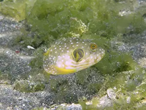 Immagini datate 2 agosto 2024: Print patterned pufferfish seagrass
