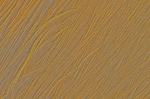 Tree Trunk Patterns Stampe: Patterns in a tree trunk