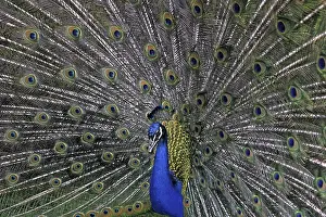 Stampe di Peacock Sordone Indiano Stampe: Peacock