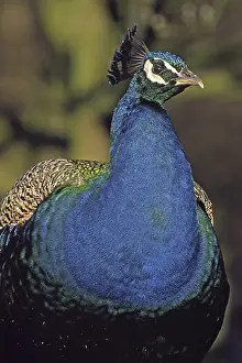 Wild Animal Head Shot Stampe: Peacock