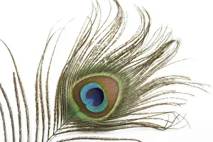 Immagini Correlate Stampe: Piuma di pavone a distanza ravvicinata.