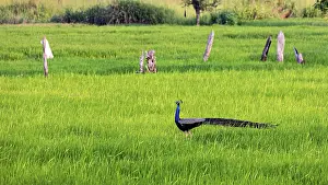 Stampe di Un pavone si muove elegantemente attraverso un prato aperto e verde circondato da vegetazione naturale, un pavone indiano a Sigiriya in Sri Lanka (Pavo cristatus) Sordone Indiano Stampe: Un pavone si muove elegantemente attraverso un'aperta.