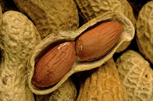 Uninhabited Fruit Trees Stampe: Peanut