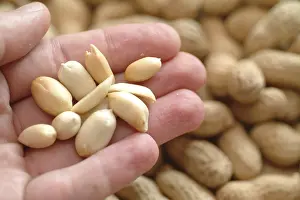 Peanut Nutrition Facts Stampe: Peanuts