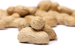 Bright Studio Shot Stampe: Two peanuts in closeup on the peanut background
