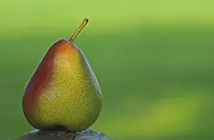 Fresh Pears Stampe: Pear