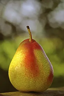 Fresh Pear Stampe: Pear