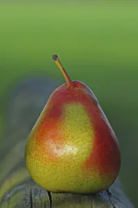 Fruity Food Still Life Stampe: Pear