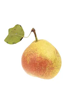 Fresh Pear Stampe: Pear