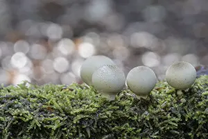 Emsland Nature Walk Stampe: Pear dusters (Apioperdon pyriforme)