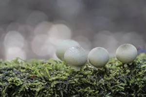Apioperdon Pyriforme Edible Stampe: Pear dusters (Apioperdon pyriforme)