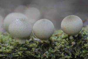 Northern Germany Mushrooms Stampe: Pear dusters (Apioperdon pyriforme)