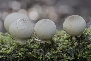 Northern Germany Mushrooms Stampe: Pear dusters (Apioperdon pyriforme)