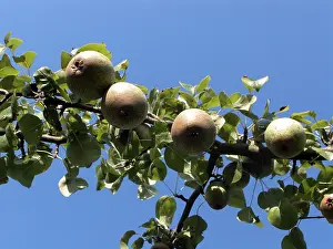 Colorful Vegetation Stampe: Pears