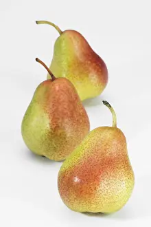 Studio Shot Fruits Stampe: Pears