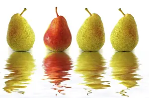 Food Studio Shot Stampe: Four pears, three green, one red, with reflection