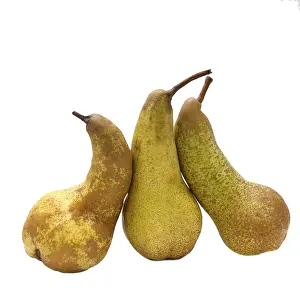 Maloideae Family Fruit Stampe: Three pears on white background