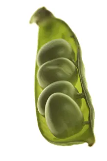 Close Up Macro Photography Stampe: Peas