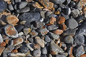 Pebbles On Beach Stampe: Pebbles on the beach