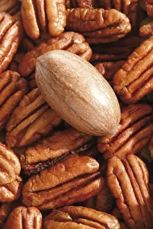 Studio Shot Of Nuts Stampe: Pecans, full format